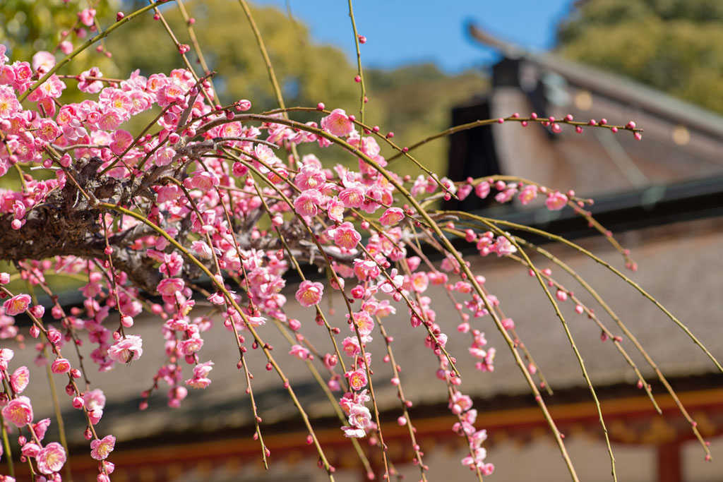 1月といえば初天神