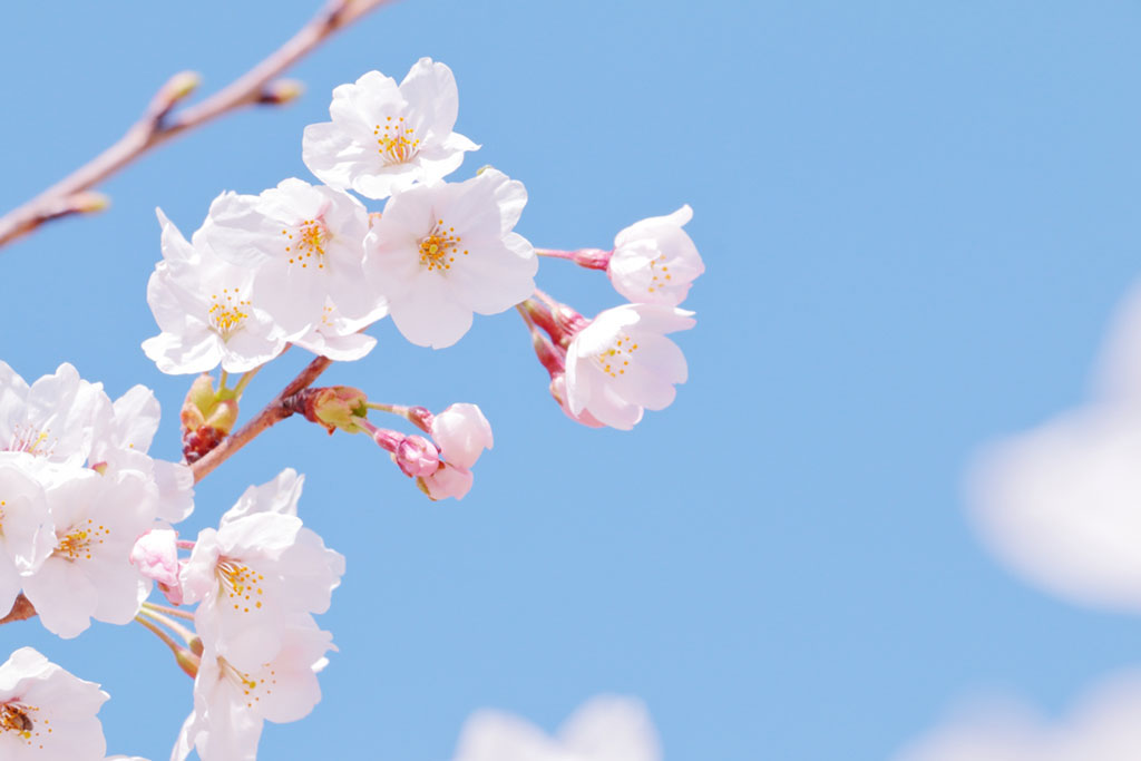 4月といえばお花見