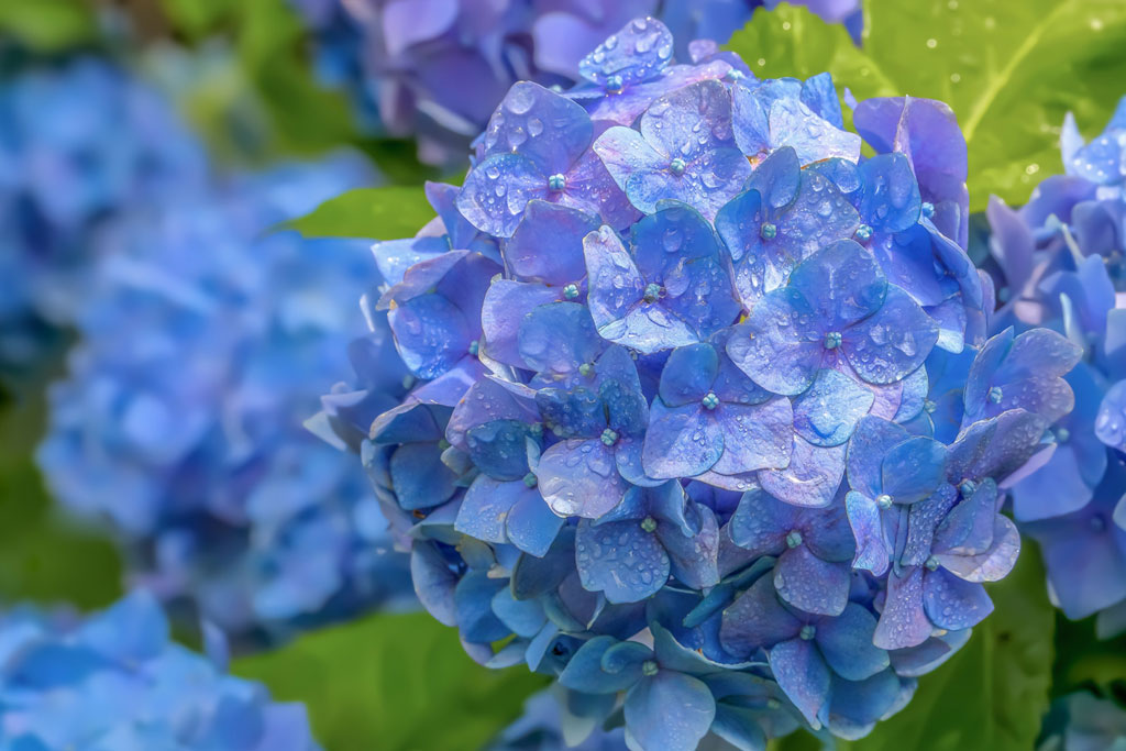 6月といえば紫陽花
