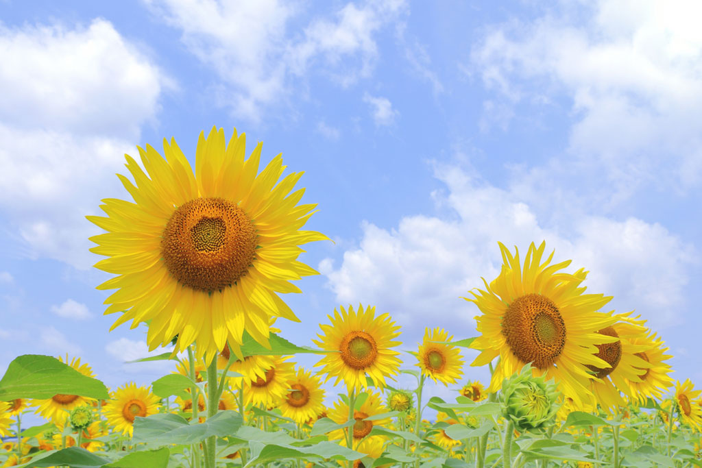 7月といえばイベント・行事は？七夕や海開きなど夏の催しが盛りだくさん【カレンダー付】
