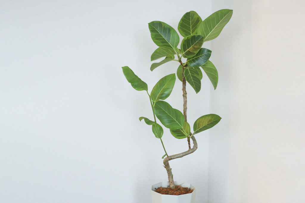 風水で玄関に置くと良いもの「観葉植物」