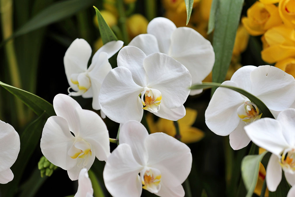 胡蝶蘭（こちょうらん）の花言葉は？色別の花言葉と由来をご紹介します