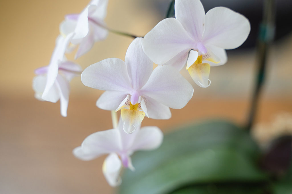 社長への誕生日プレゼントで気をつけたいマナー