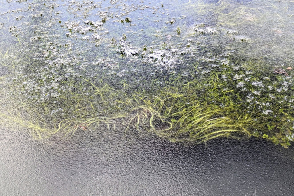立春の末候「魚上氷」