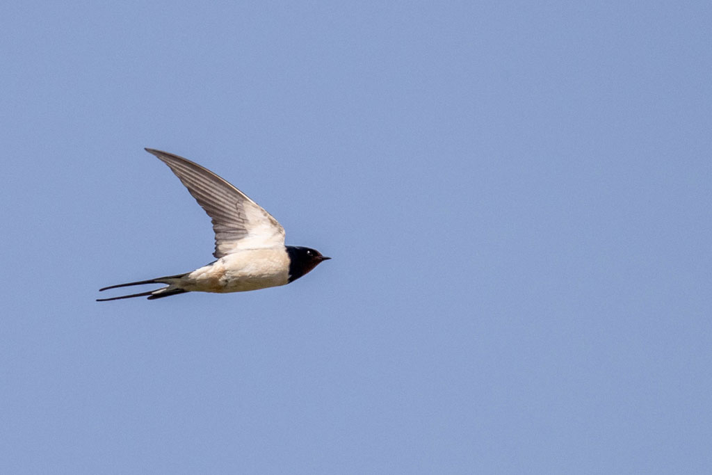 清明の初候「玄鳥至」