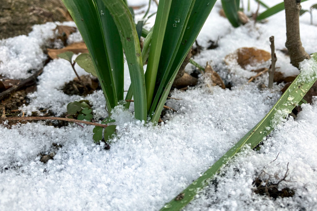 小雪は日付が変わる?
