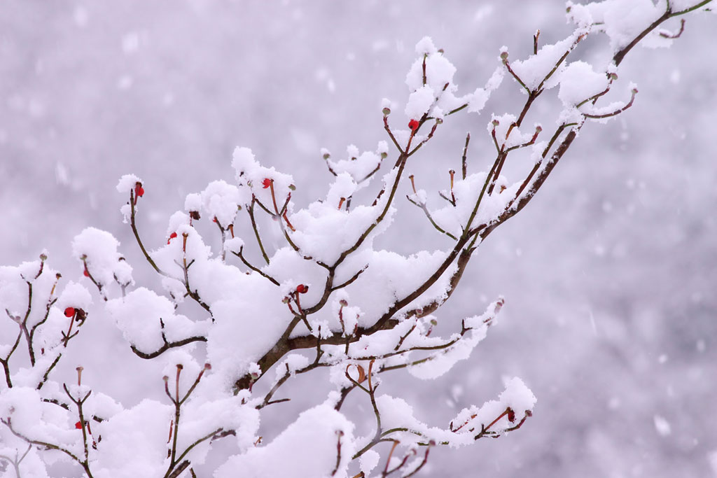 【二十四節気】大雪(たいせつ)とは?意味やこの季節に旬を迎える食べ物などをご紹介