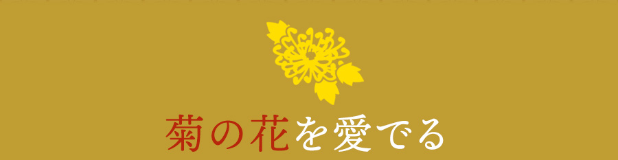 菊の花を愛でる